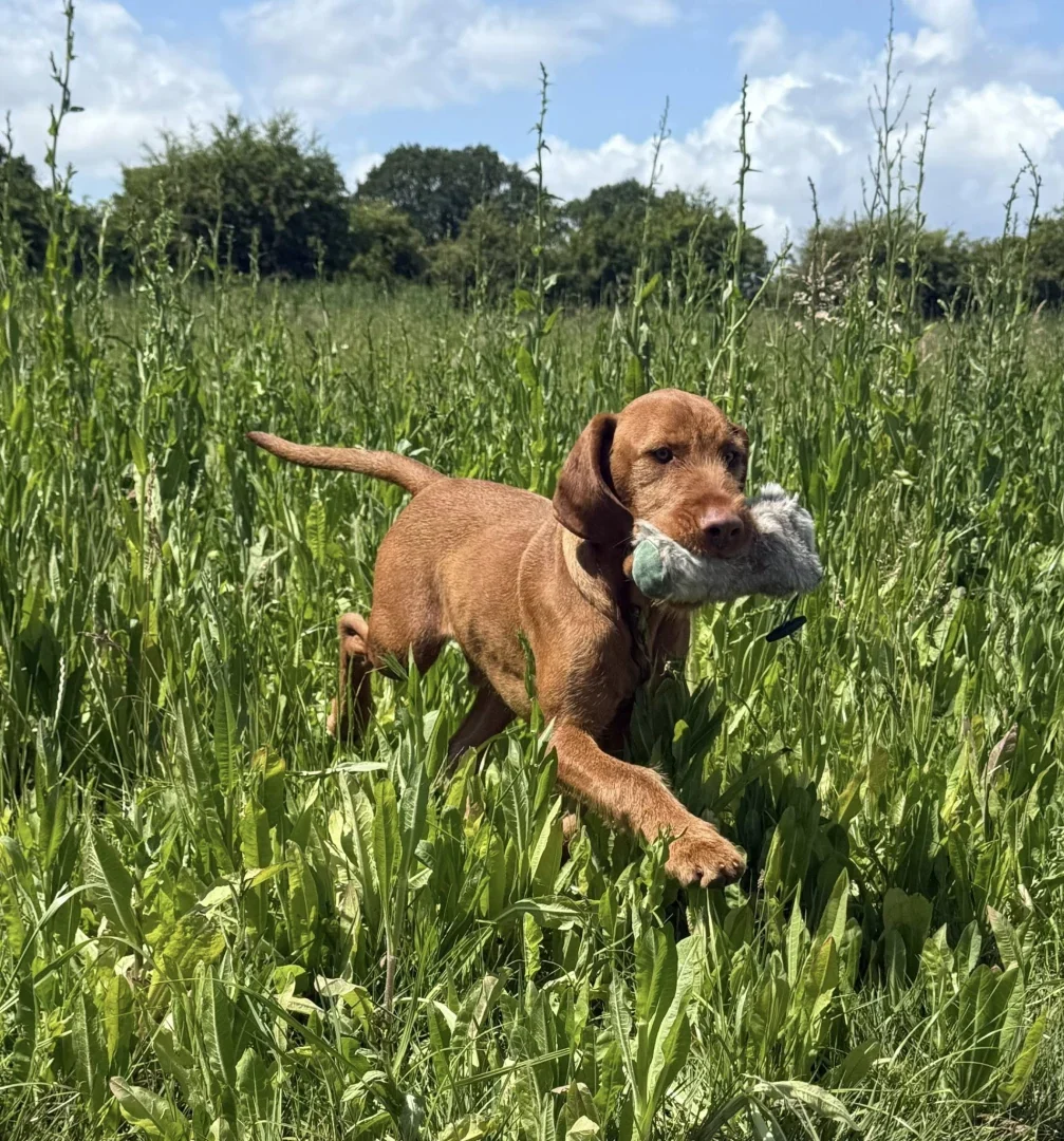 500736267 9916275231787637 5288987235688695653 n