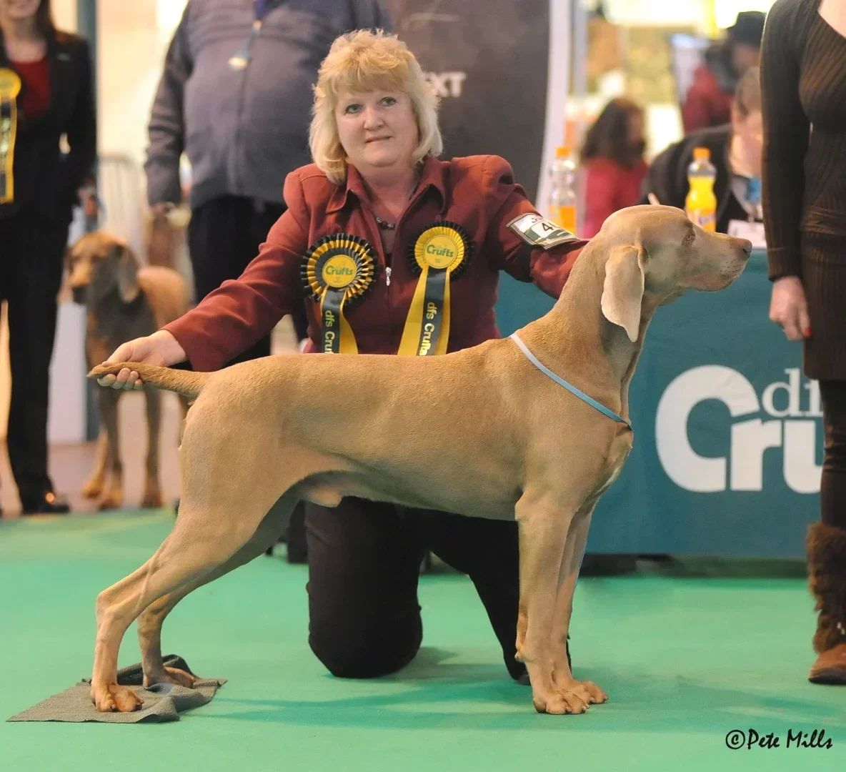 CHAMPION & IRISH SH CH ENRYB SECRET PARTY JW Sh CM "Monty"