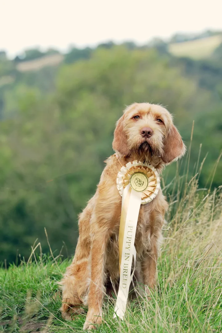 ENRYB ORANGE SUNSET  " Nell"    Owners Sharon & Bill Newman