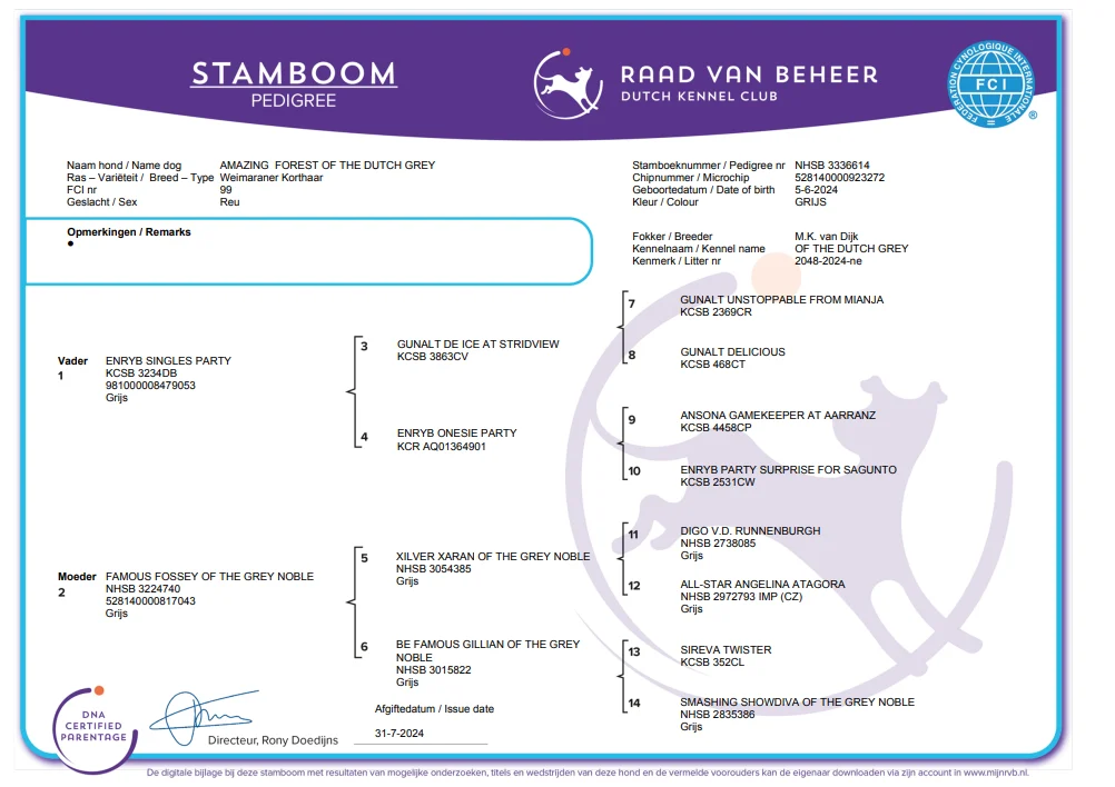 AMAZING FOREST OF THE DUTCH GREY AT ENRYB Pedigree