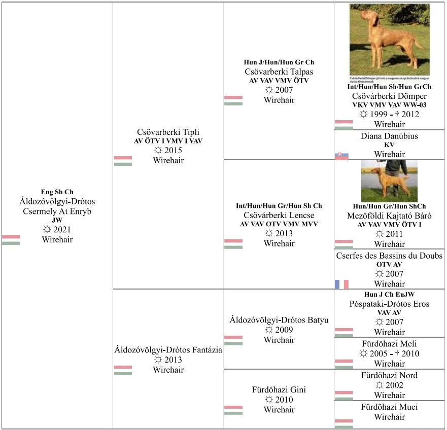 SH CH ALDOZOVOLGYI DROTOS CSERMELY AT ENRYB JW (Imp HUN) Pedigree