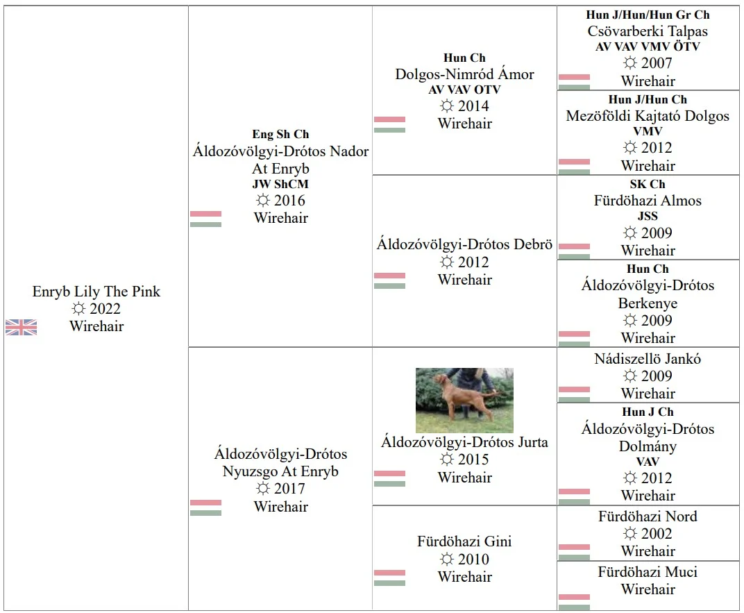 SH CH ENRYB LILY THE PINK