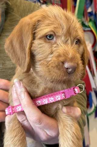 Miss pink pup