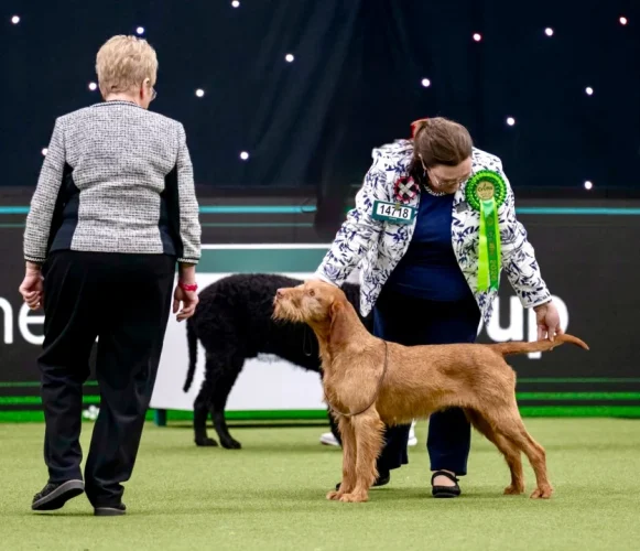 Ellen crufts